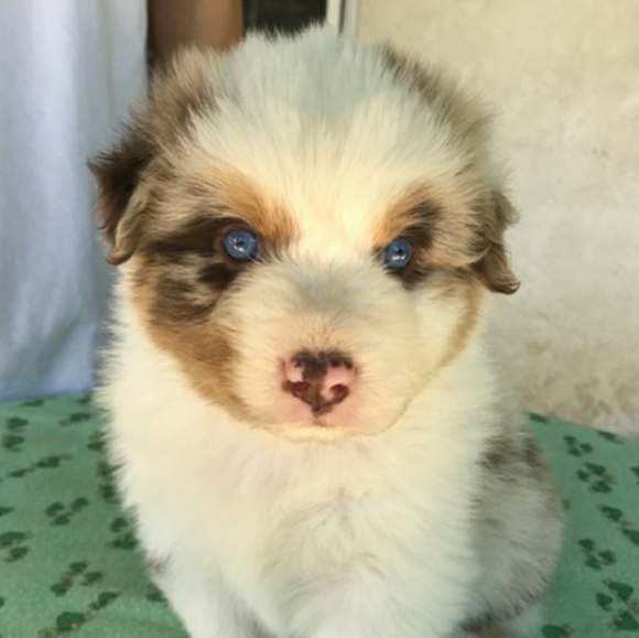 Meet your Posher, Abby - Picture 5 of 8